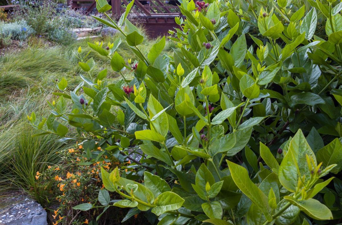 western spice bush.