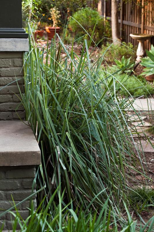 San Diego sedge