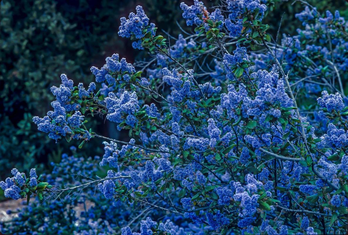 Ray Hartman ceanothus.
