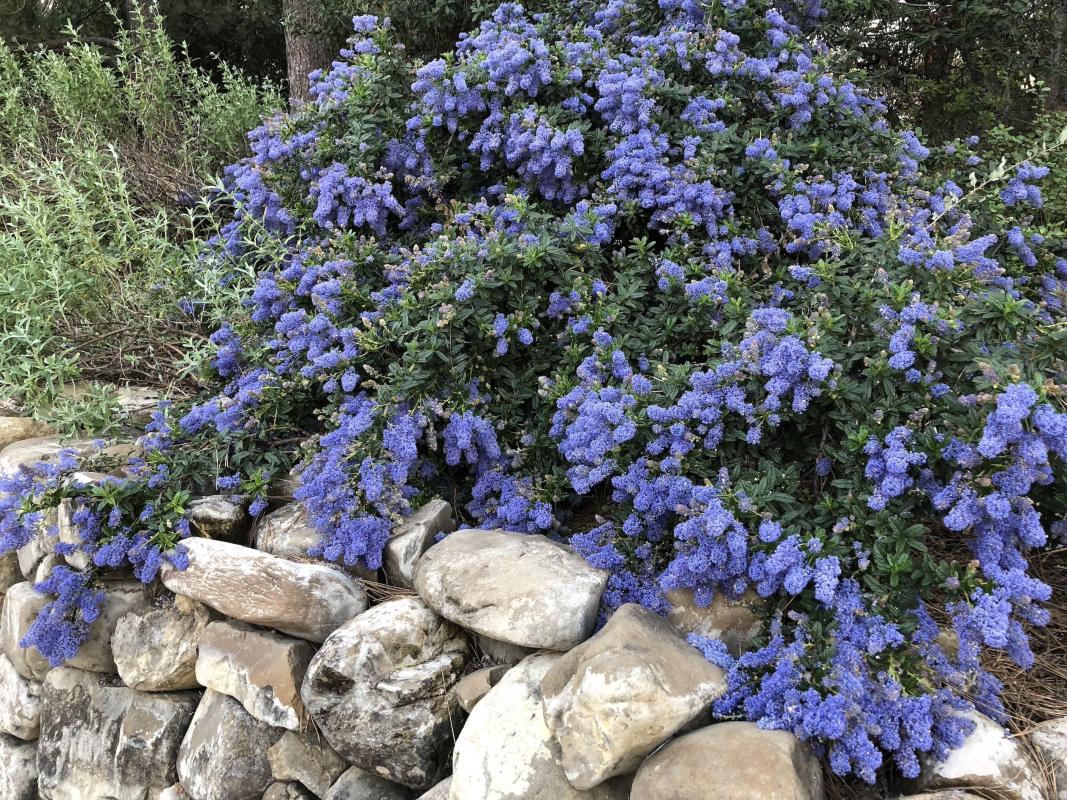 Joyce Coulter ceanothus