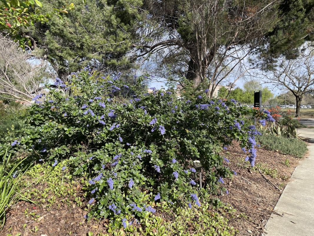 Bamico ceanothus