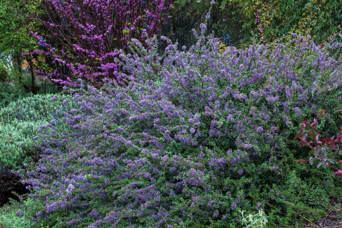 Valley Violet maritime ceanothus