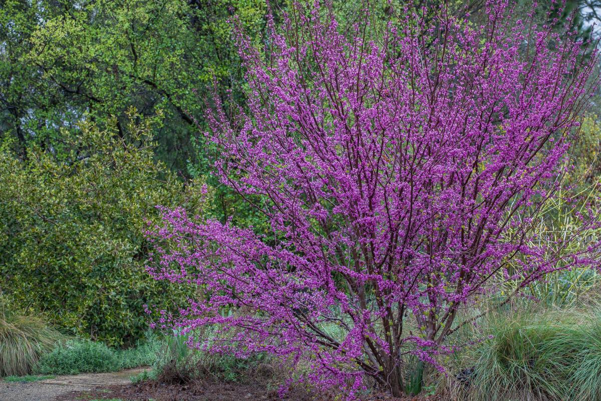 western redbud.
