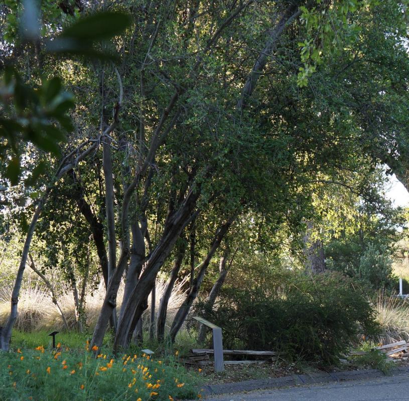 island mountain mahogany