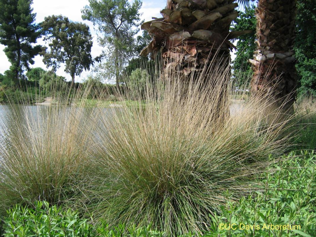 pine muhly.