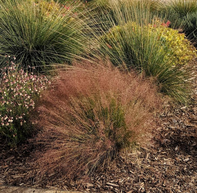 Undaunted ruby muhly grass.