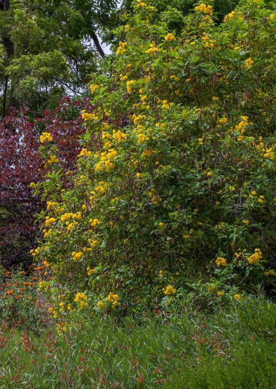 yellow bells.
