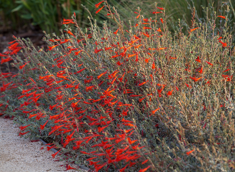 California fuchsia