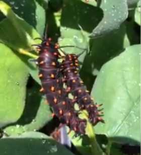 catepillar