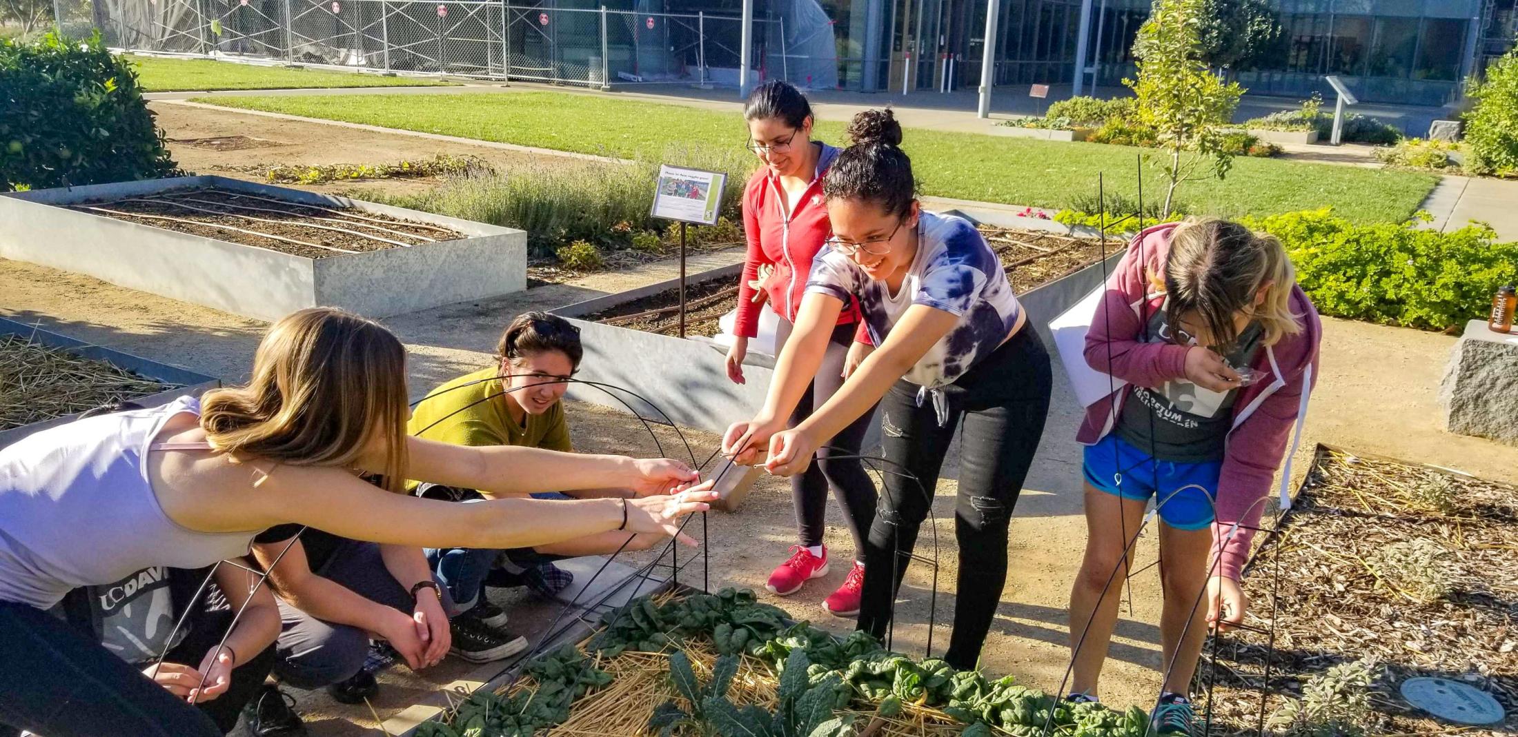 Students install row cover hoops for stability. 