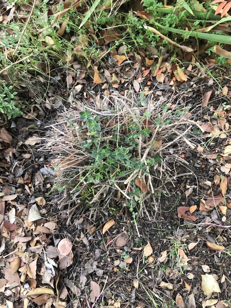 Photo of sage after being pruned.