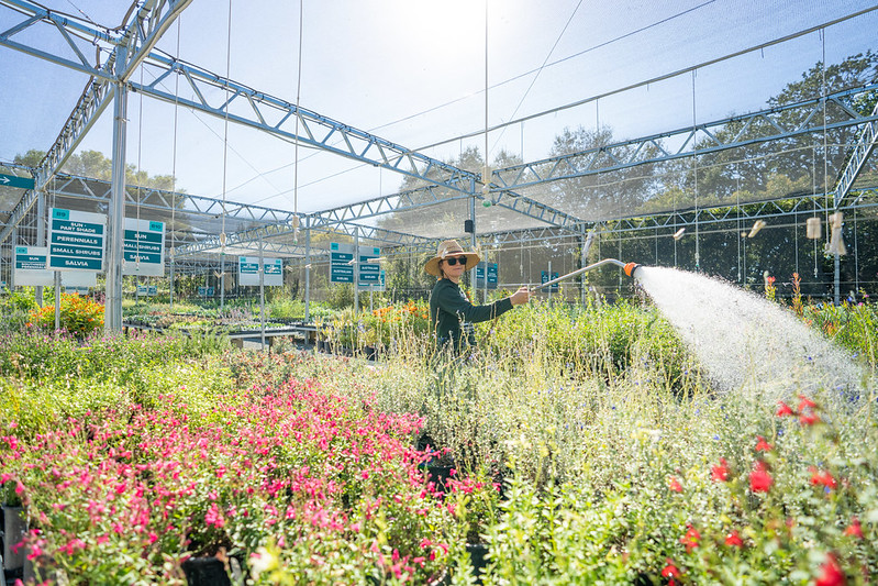 A person waters colorful flowers in the UC Davis Arboretum Teaching Nursery under clear blue skies..