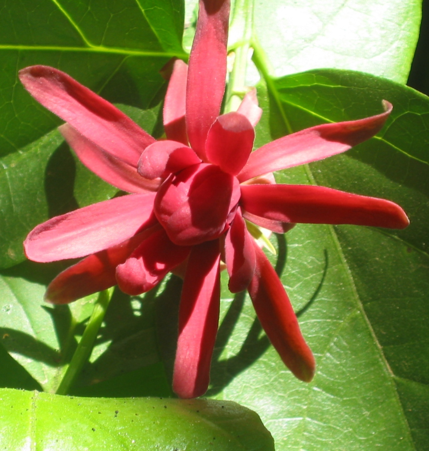 Western spice bush