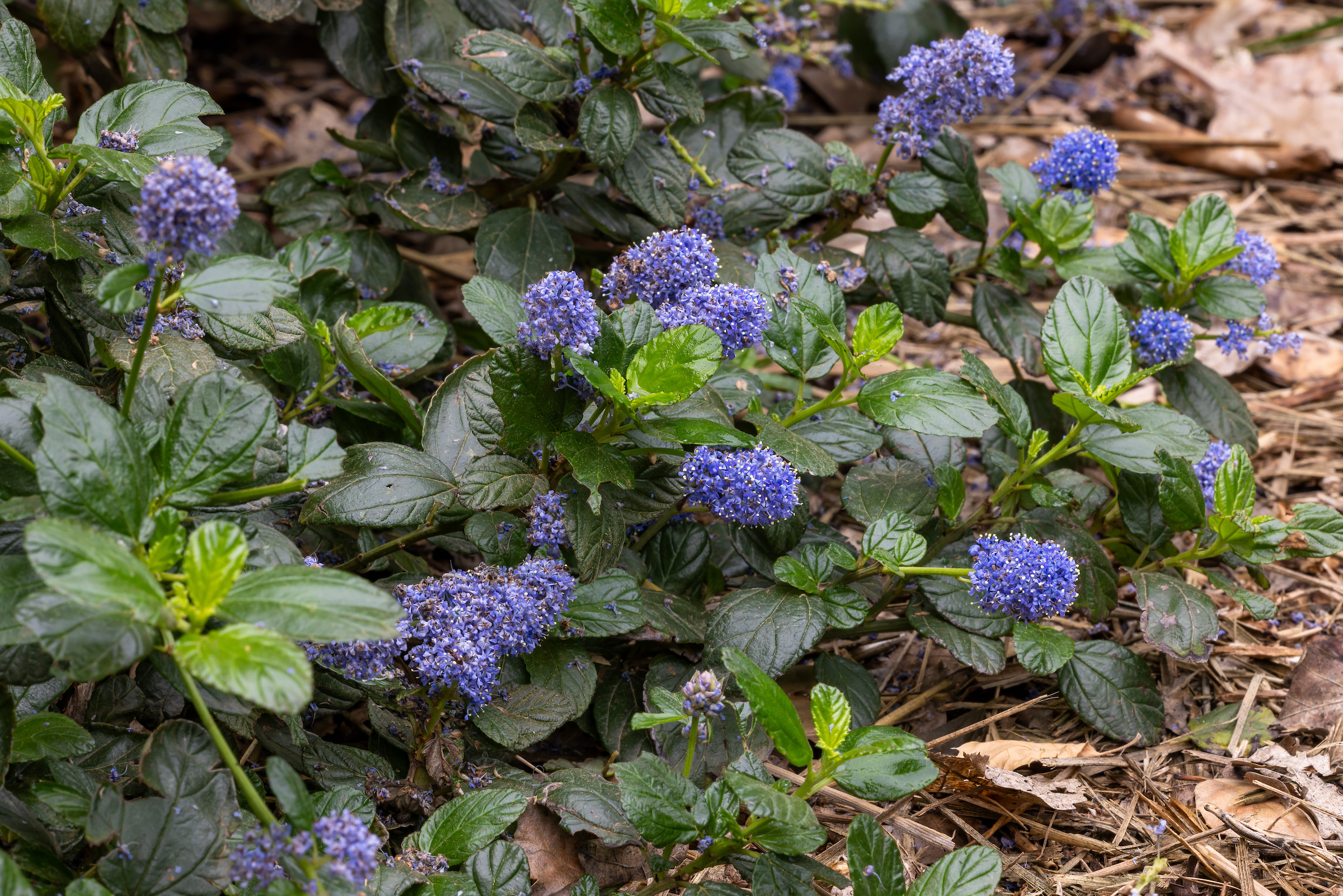 Bamico ceanothus