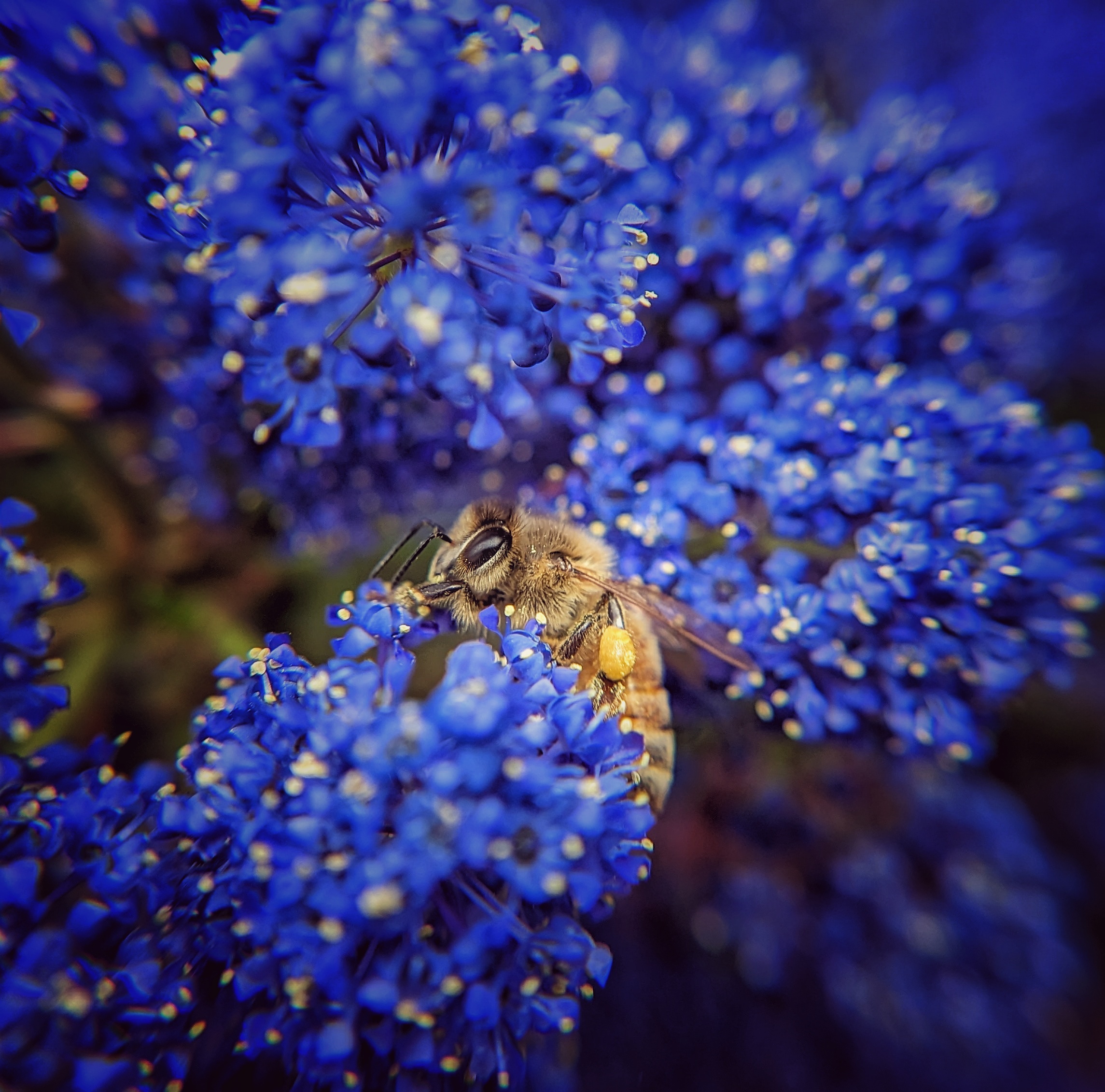 Concha ceanothus