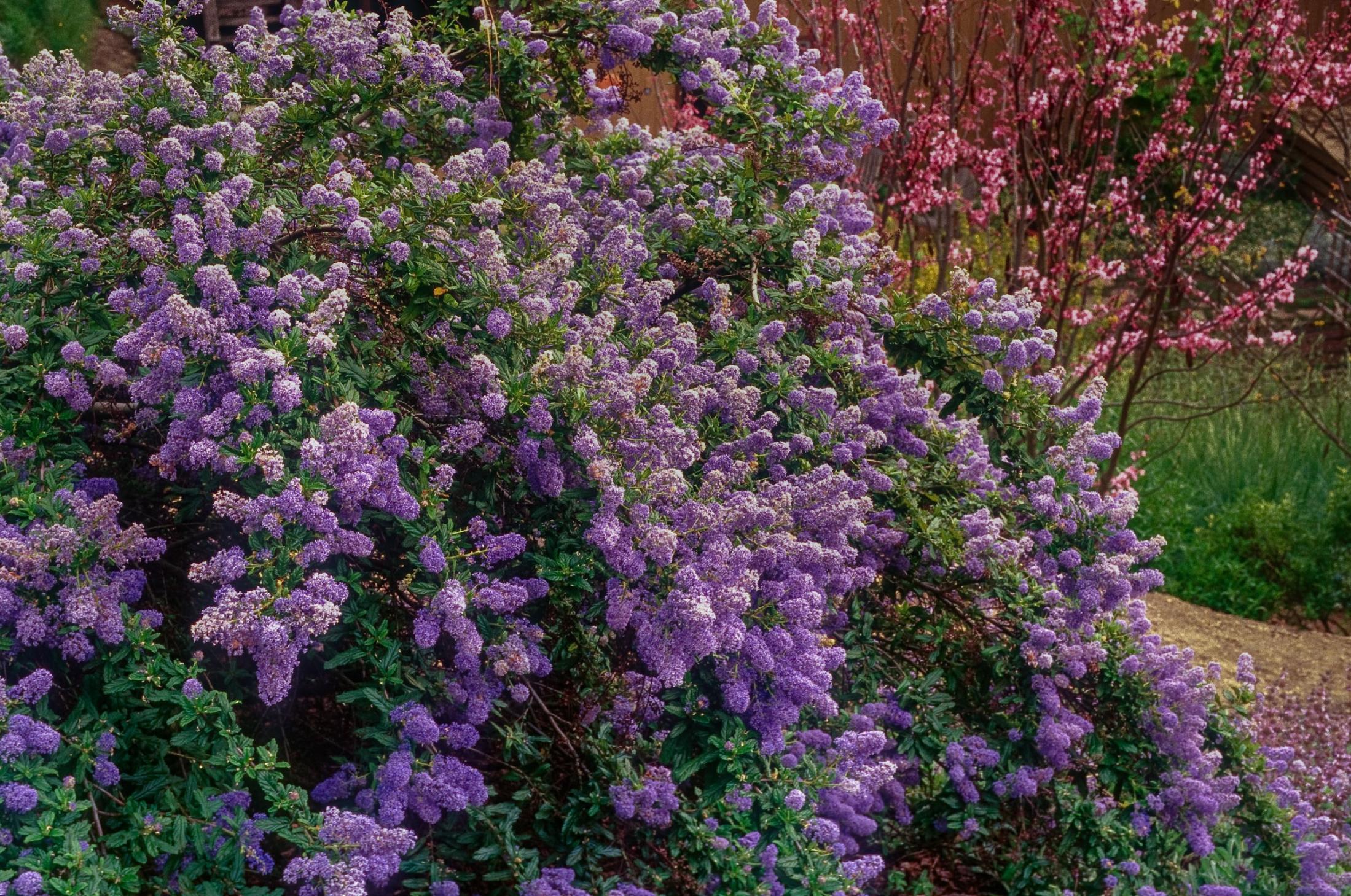Joyce Coulter ceanothus