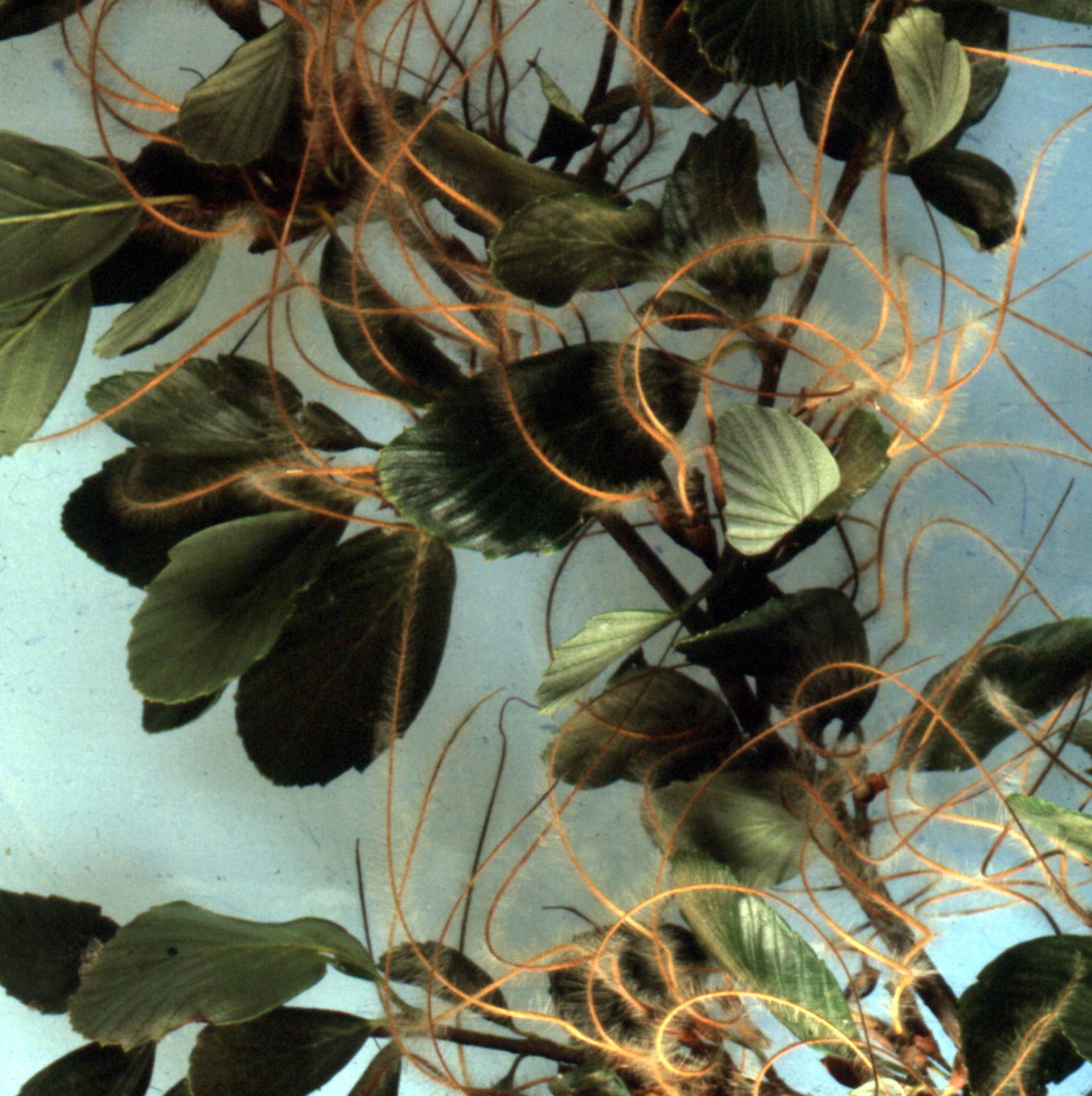 island mountain mahogany