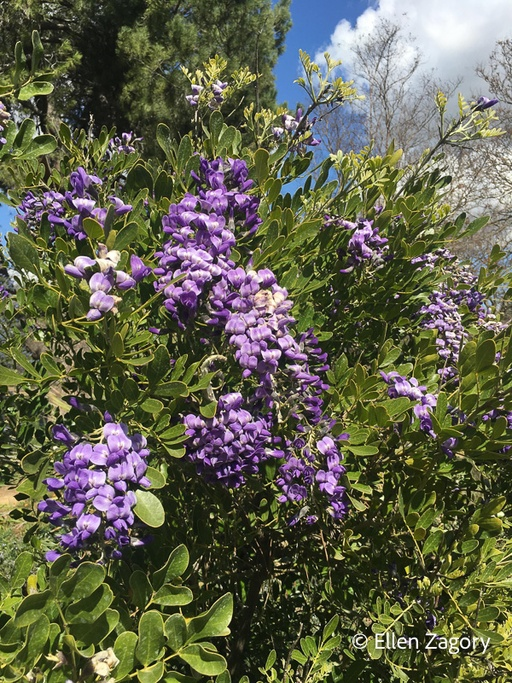 Image of Texas mountain laurel.