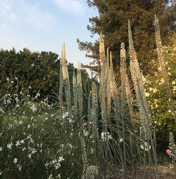 Photo of the sea squill plant in bloom.