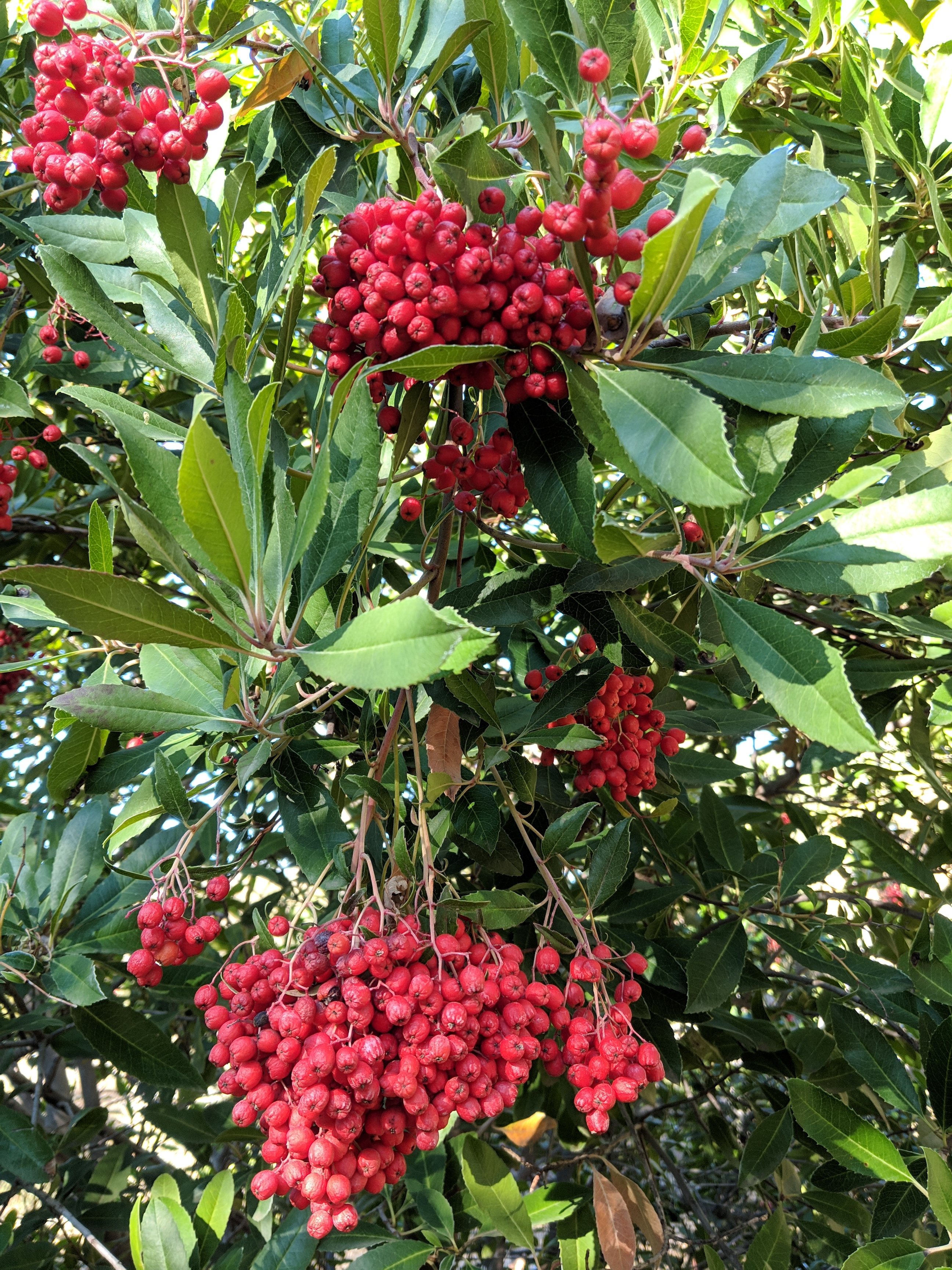 toyon