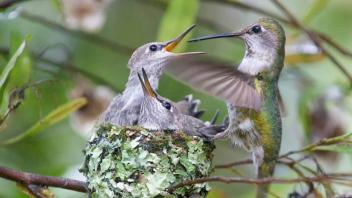 hummingbird 3