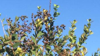 Hummingbird 2