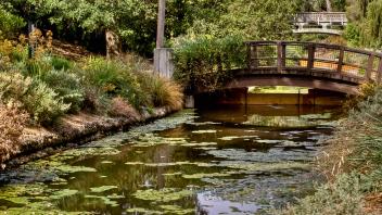 Arboretum wooden bridge
