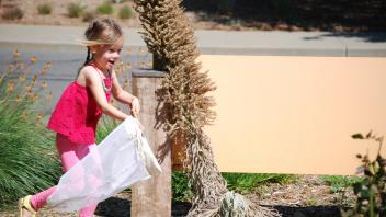 Discovering arboretum insects