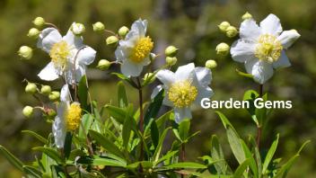 Garden Gems