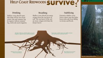 Image of an exhibit sign in the UC Davis Arboretum about the shallow roots of redwoods.