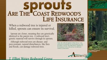 Image of an exhibit sign in the UC Davis Arboretum about redwood sprouts.