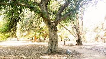 distance image oak tree plaque