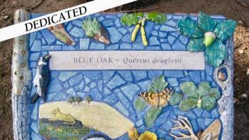 Blue Oak plaque