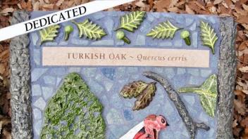 Turkish Oak plaque