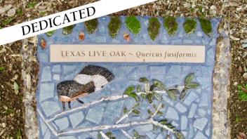 Texas Live Oak