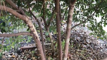 6 vertical main trunks