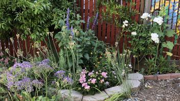 Tucker Backyard after renovation with multi level rock and plant arrangements 