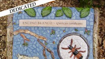 Quercus candicans plaque