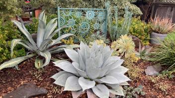 Succulents in font of a scuptural metal fence depicting abstract suns