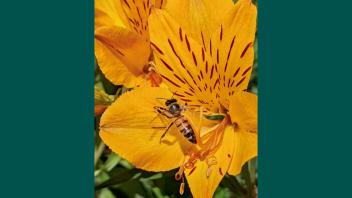 Bright orange alstromeria flower in bloom being visited by a bee.