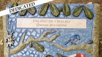 Encino de Chalma plaque