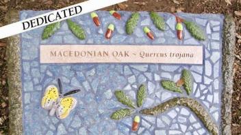 Quercus trojana plaque
