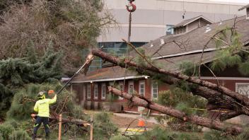 Arborists saw off parts of a fallen tree being lifted by a tree