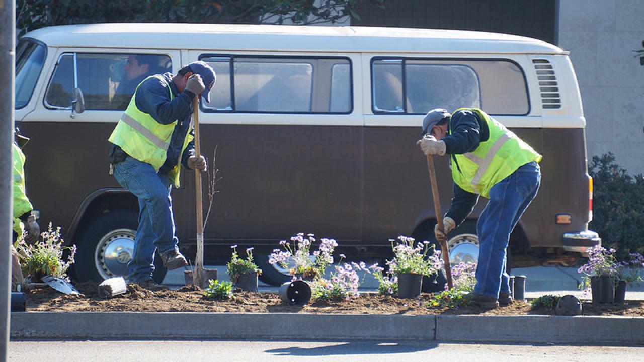 Staff from the Arboretum and Public Garden’s Grounds and Landscape Services team planting the median in February 2014. workers planting plants on the median
