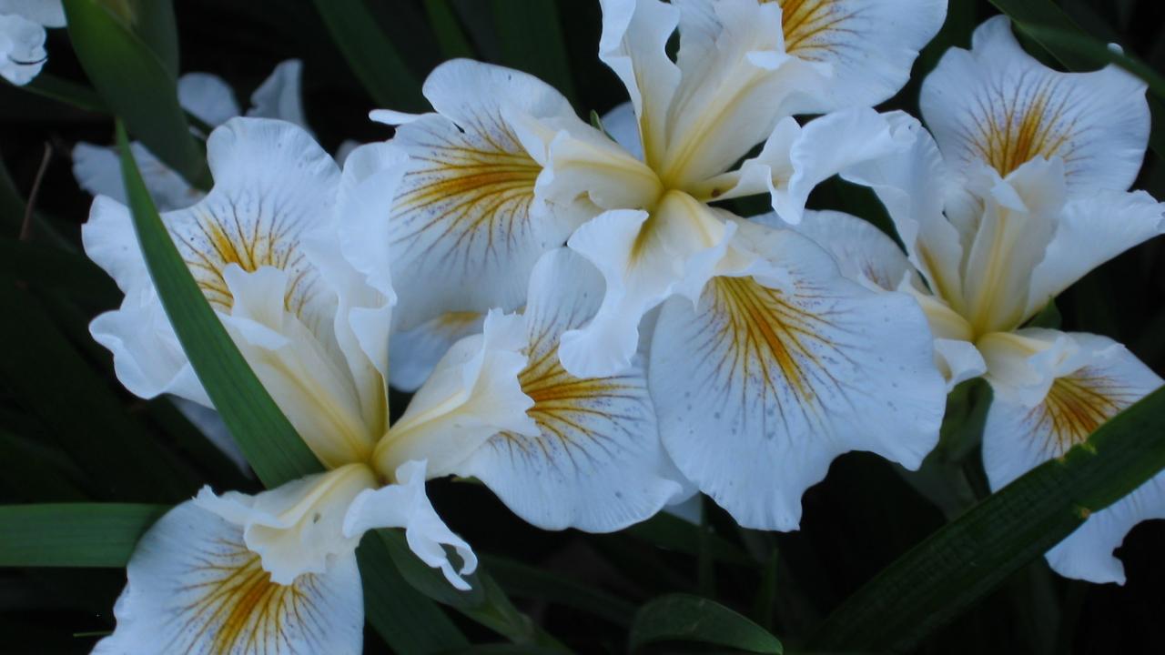 Image of Arboretum All-Star Iris Canyon Snow.