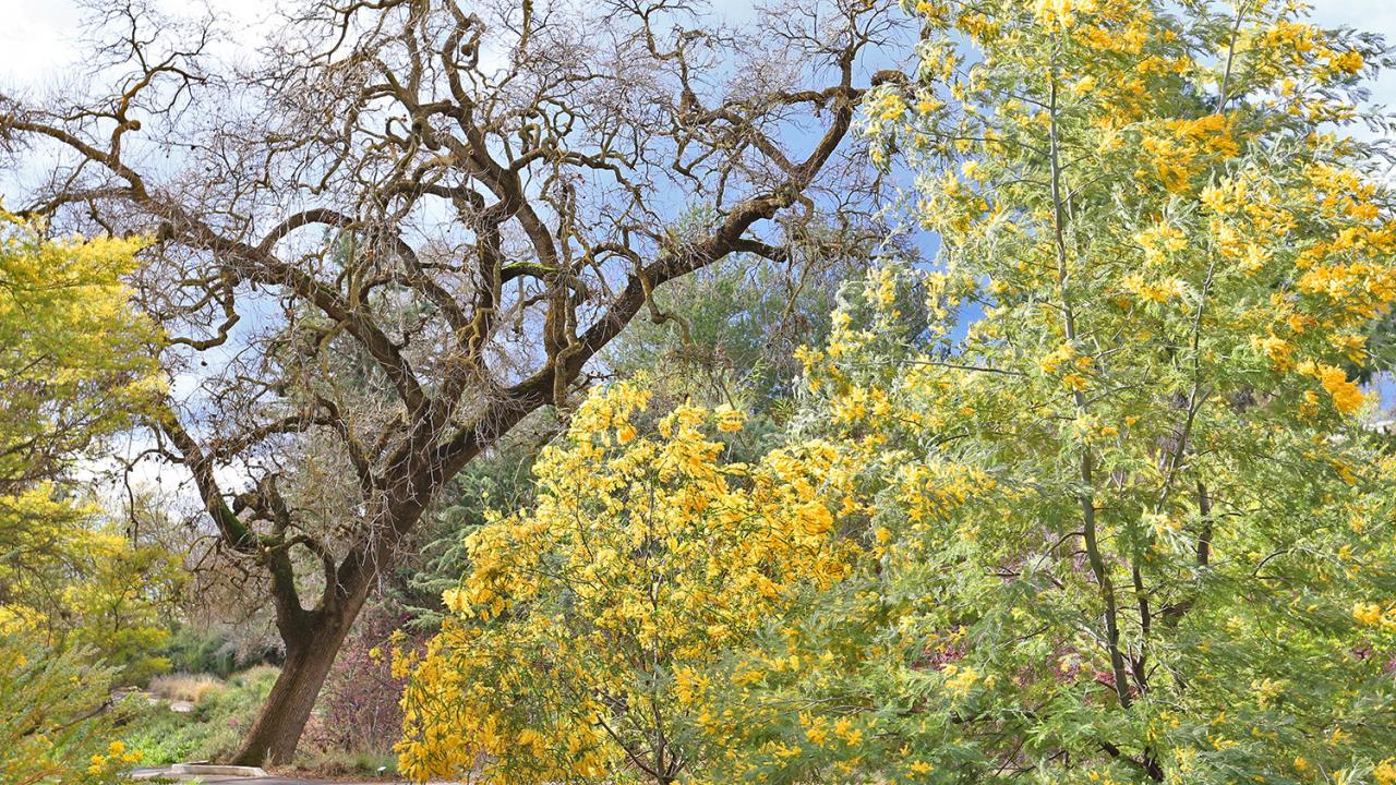 Multiple species of acacia bloom during winter throughout the UC Davis Arboretum’s Eric E. Conn Acacia Grove. Learn more about these interesting trees by attending a free, guided tour. (Photo: Gerhard Bock) Photo of an acacia tree