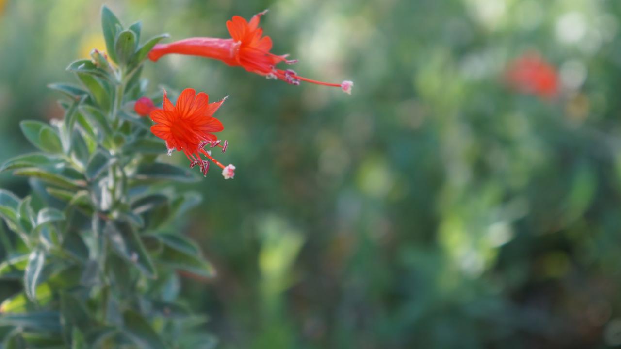 Image of California fuchsia in the UC Davis Arboretum's Mary Wattis Brown Garden of California Native Plants.