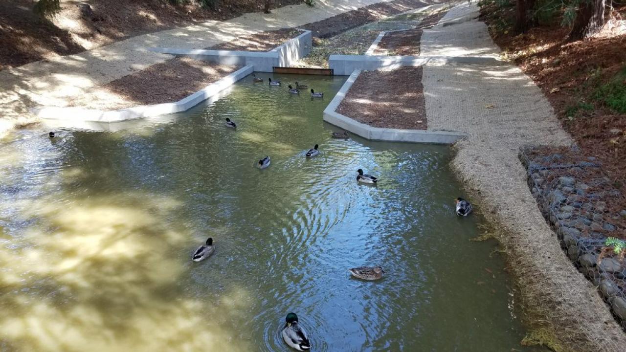 We are slowly returning water to the Arboretum Waterway, even though the pump is not running yet. We returned the water as soon as possible to help support our plants. The ducks seem to be enjoying it too! Arboretum Waterway with ducks