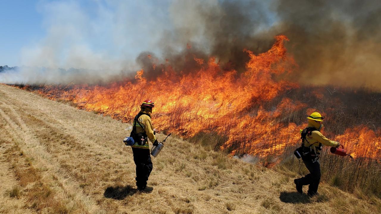 Firefighters participating in wildland fire training