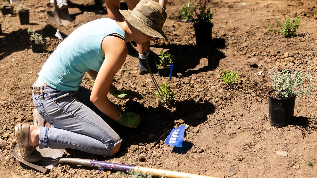 Learning by Leading ™ Sustainable Horticulture team Landscape Conversion in May 2018. Woman planting a plant into the soil.
